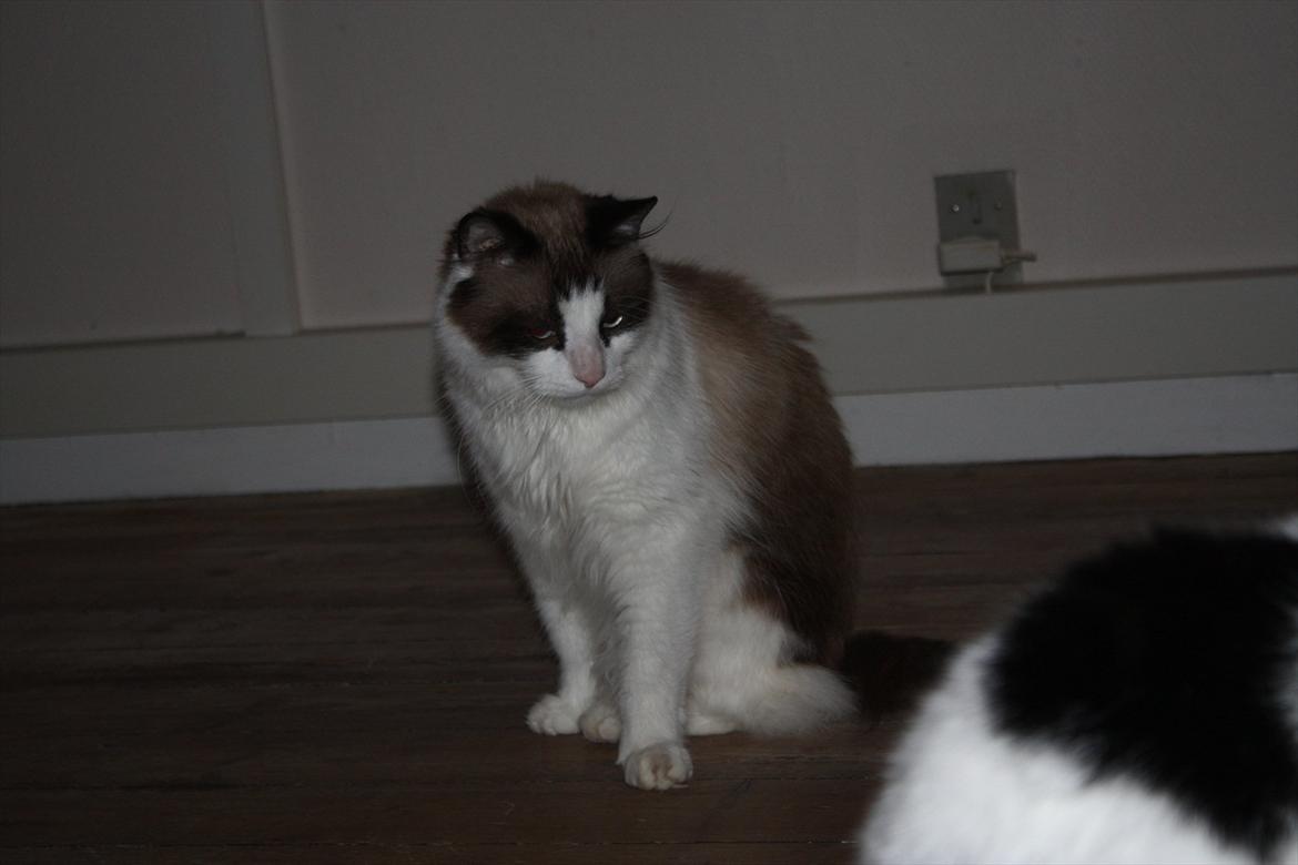 Huskat Nicco - skal jeg være med søs?? billede 10