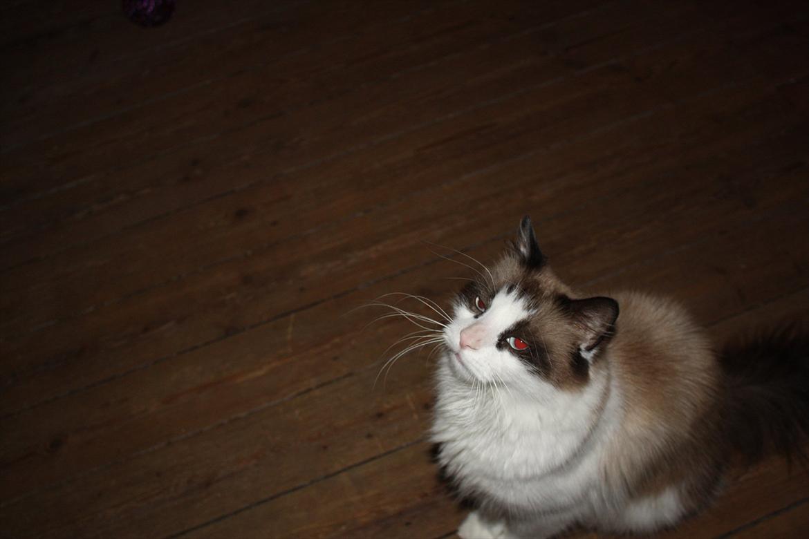 Huskat Nicco - Hej moar.. Jeg er en lille bøllemis ikk?? rauww billede 11