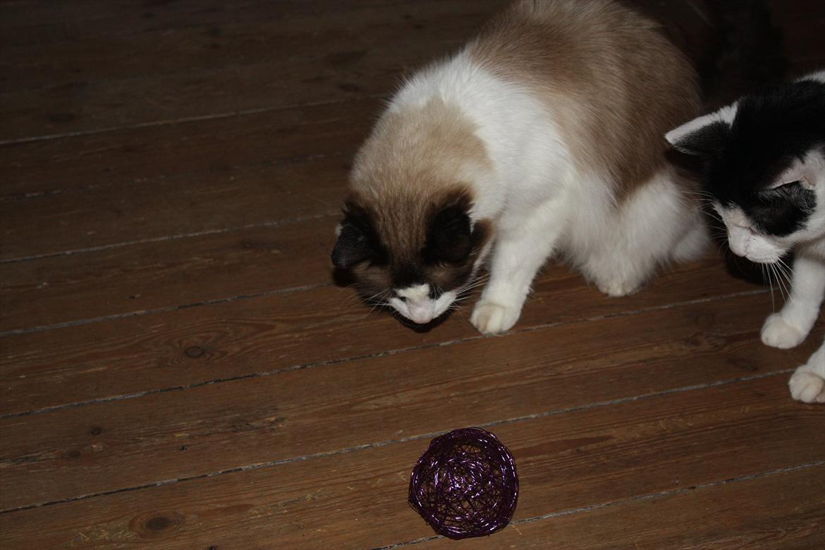 Huskat Nicco - Skal vi lege med den der søs.?? Tør du starte? billede 12