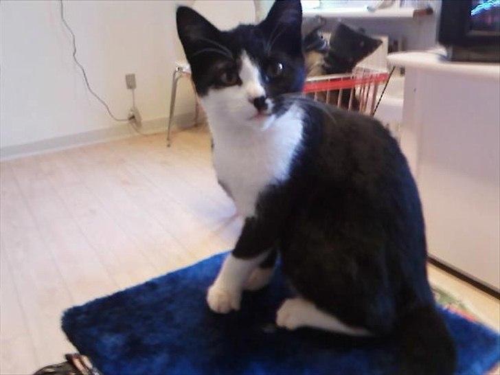 Huskat Tøsen - Se hvor fin jeg er ! :)  billede 3