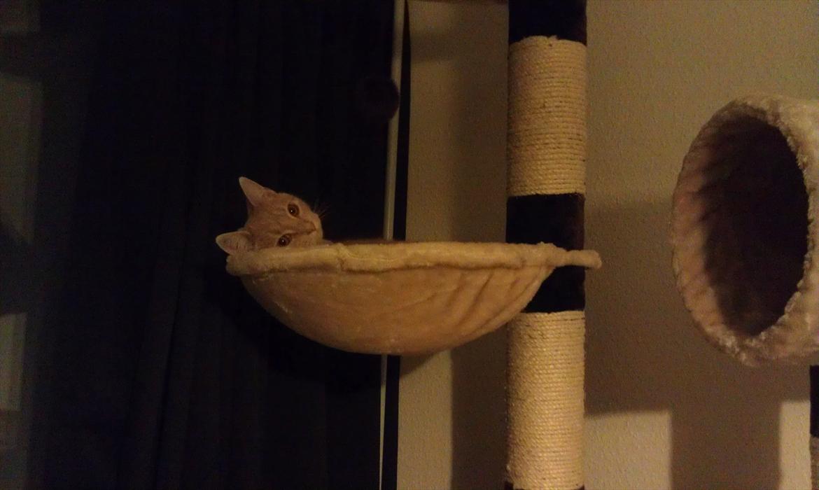 Huskat Lucifer Otis billede 13