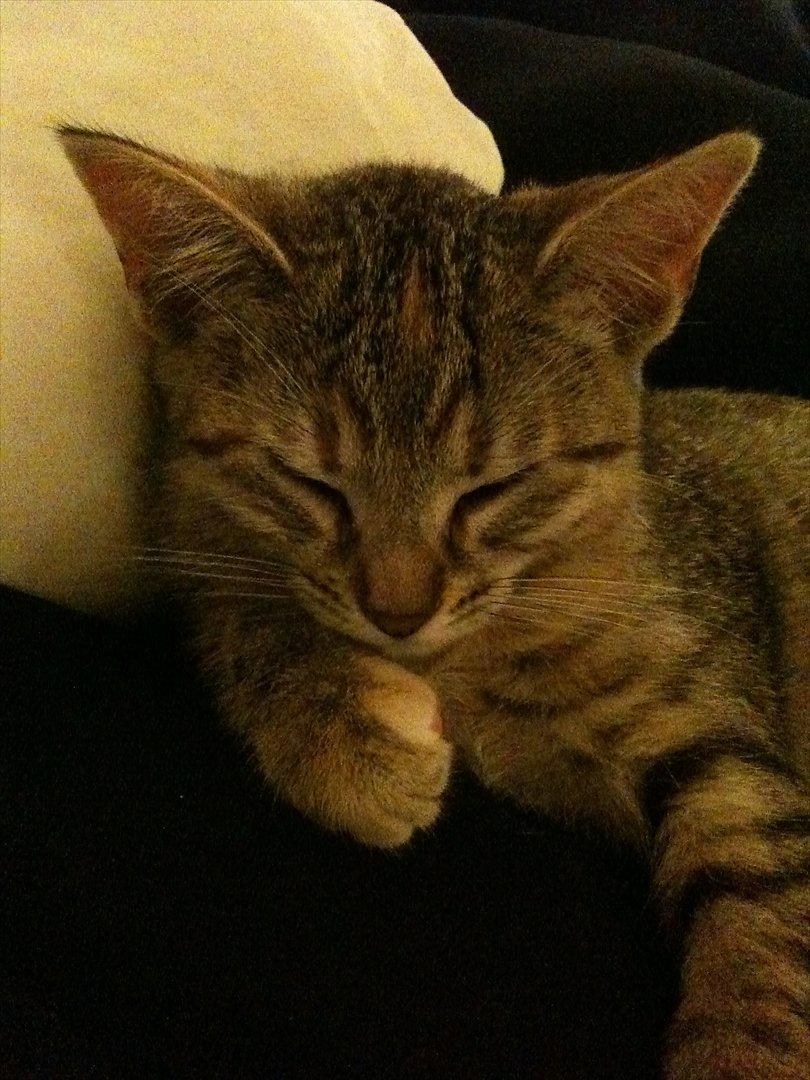 Blanding af racer Sniper billede 12