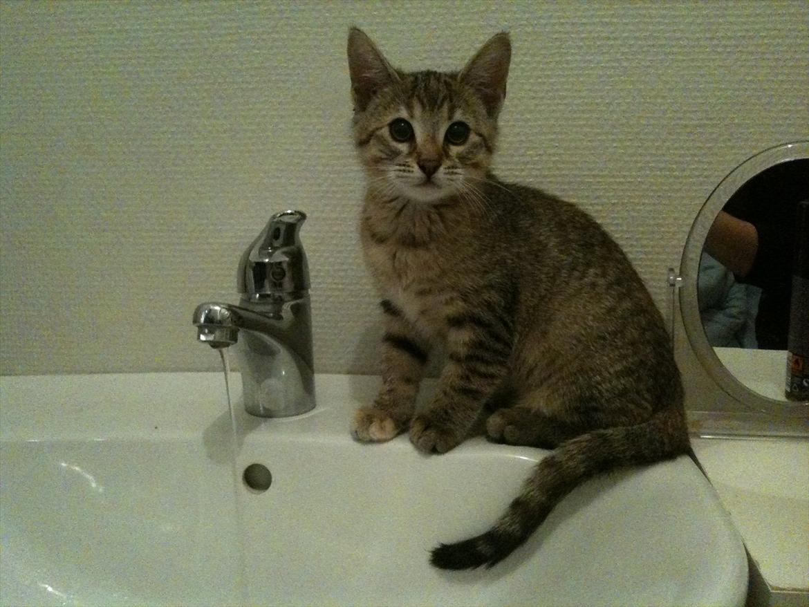 Blanding af racer Sniper billede 13