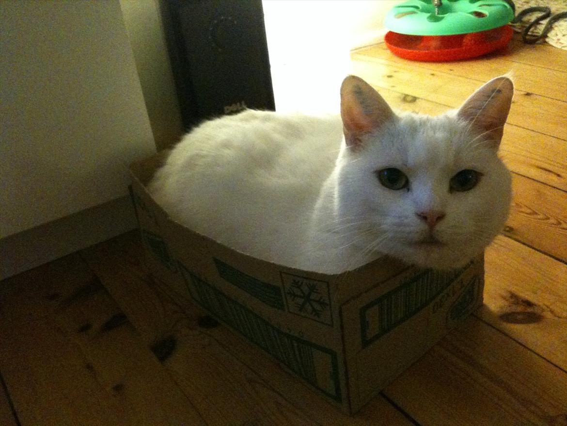 Huskat Mille billede 19