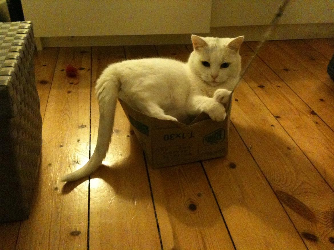 Huskat Mille billede 20