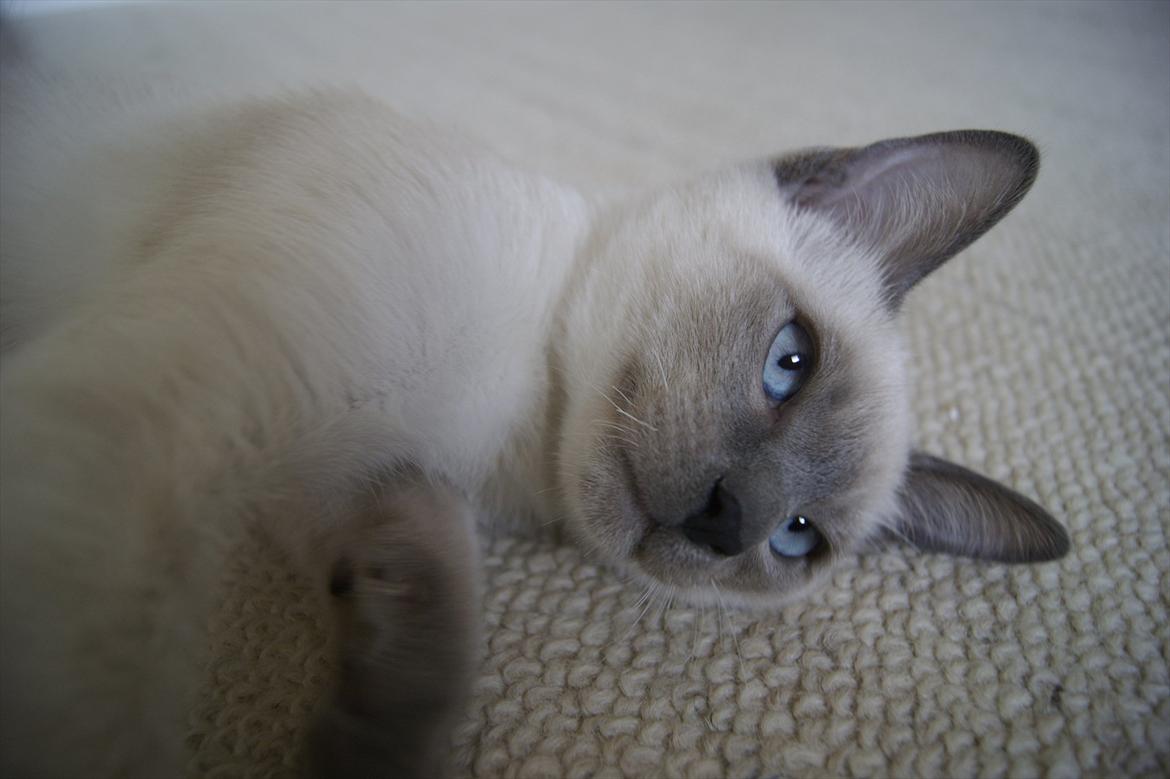 Siameser Koko Dimarli - Smukke Koko  billede 1