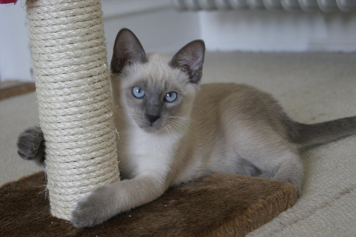 Siameser Koko Dimarli billede 2