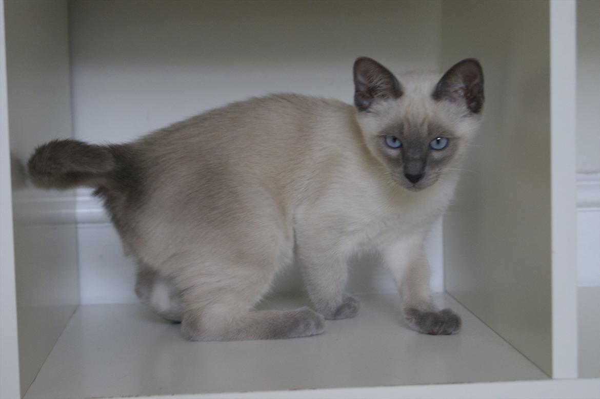 Siameser Koko Dimarli billede 3