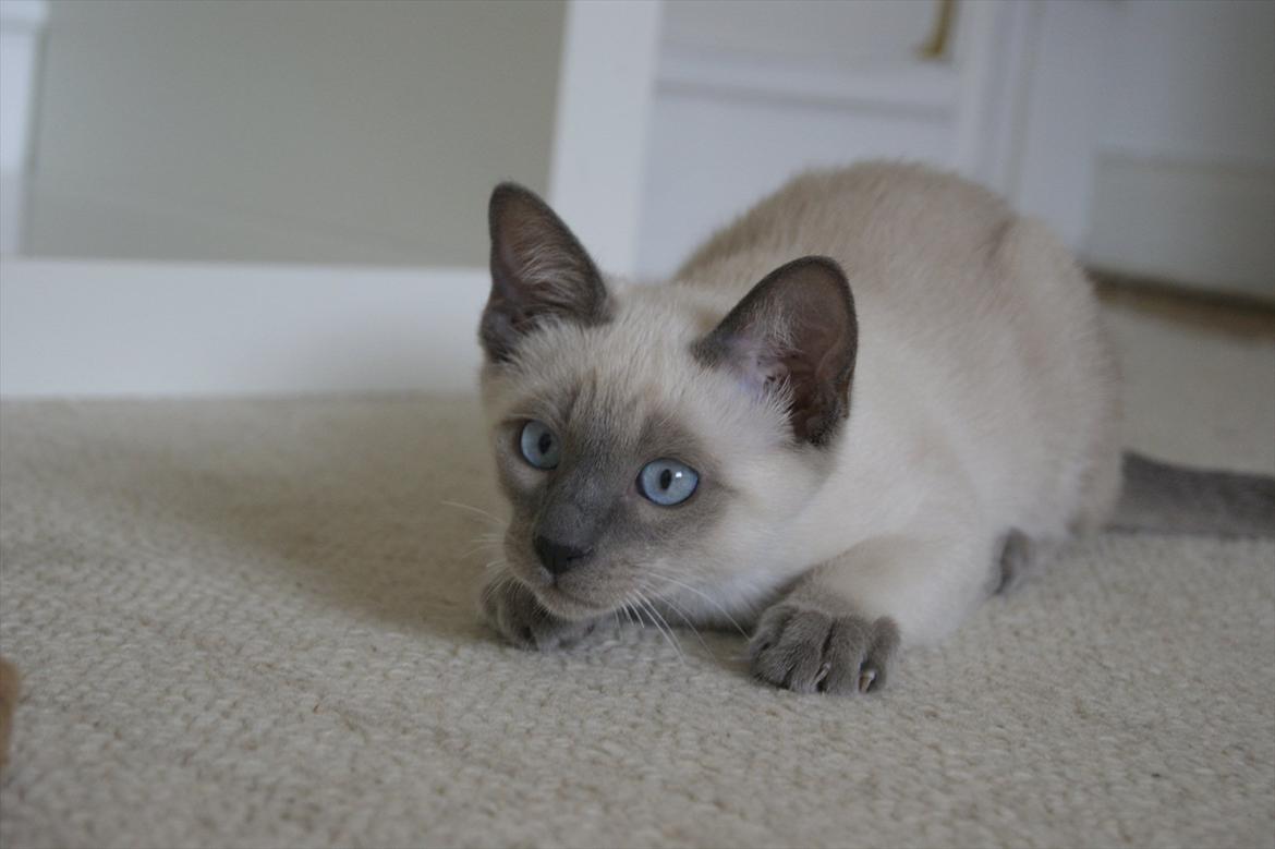 Siameser Koko Dimarli billede 4