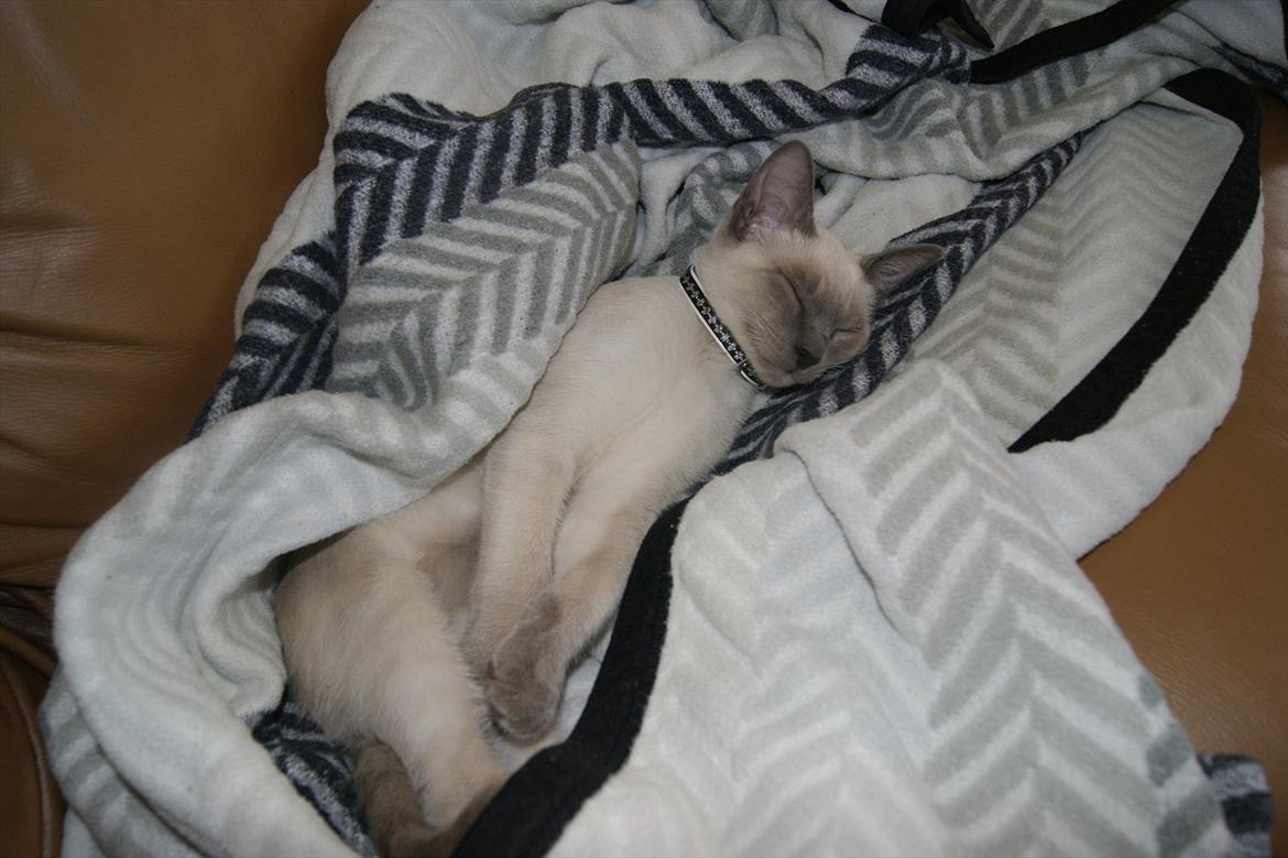 Siameser Koko Dimarli - Putte fis nummer 1 billede 5