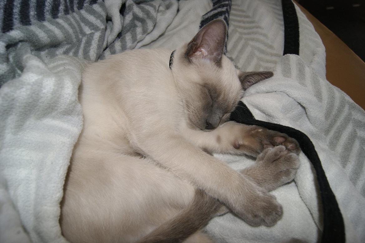 Siameser Koko Dimarli - Det er så hårdt at være kat.  billede 6