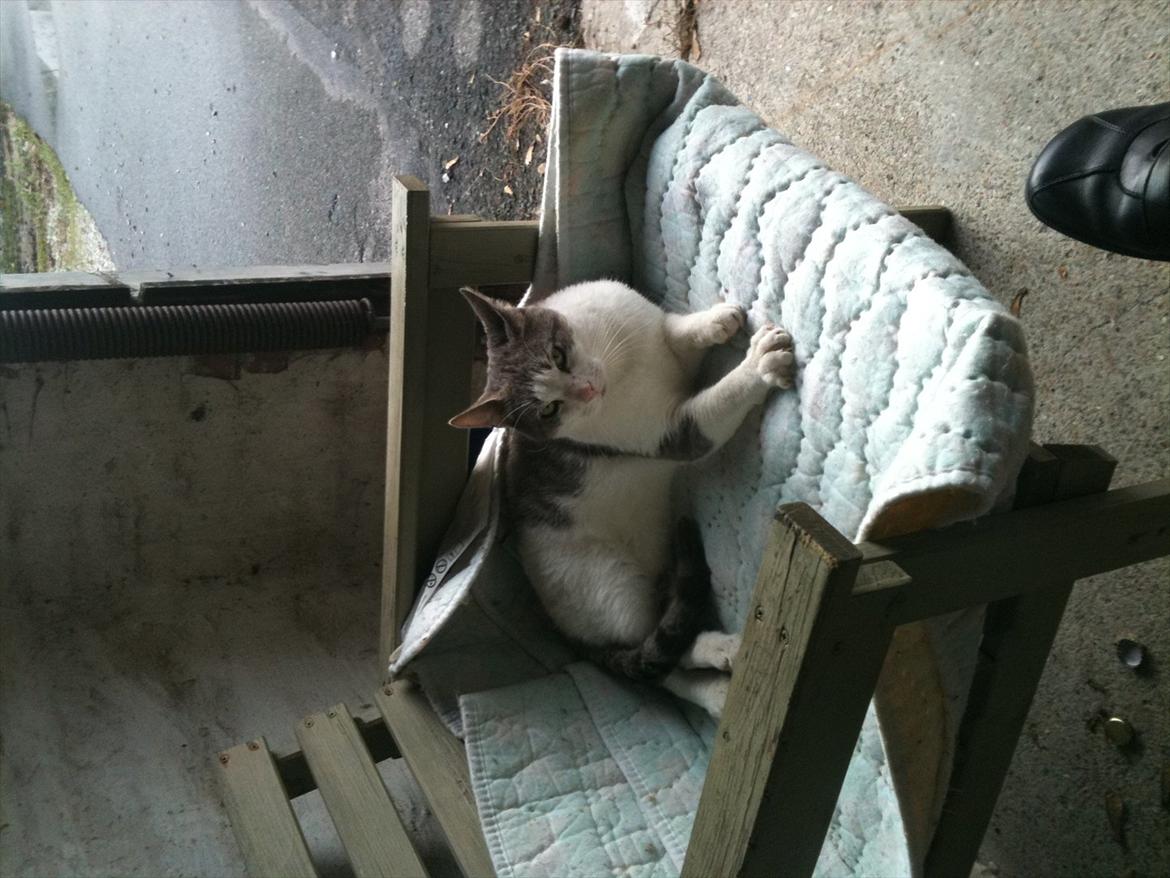 Blanding af racer Ramon  billede 2