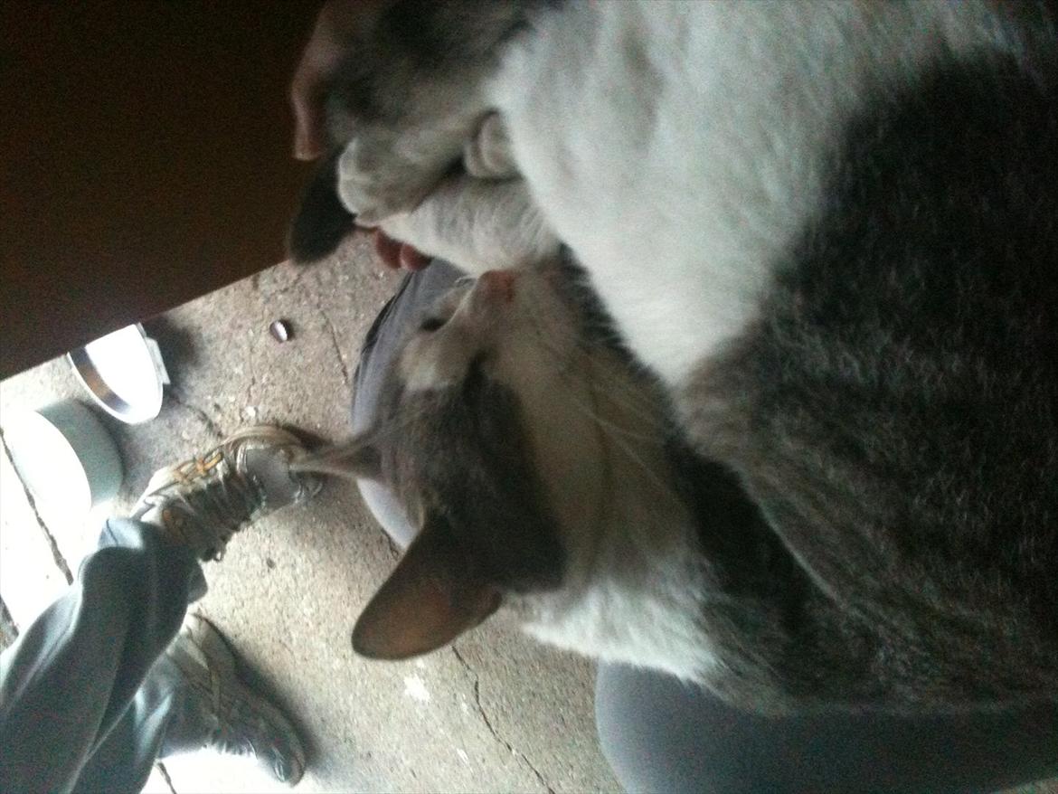 Blanding af racer Ramon  billede 4