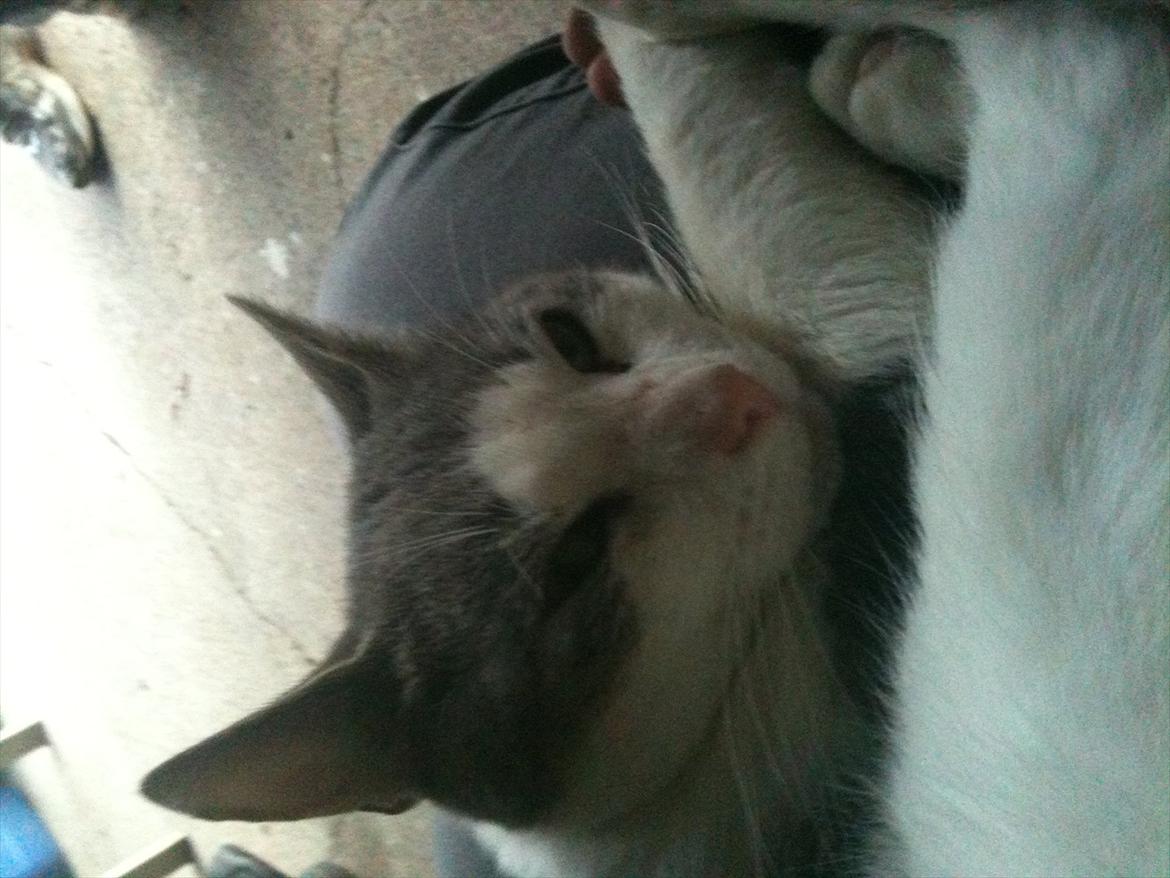 Blanding af racer Ramon  billede 5