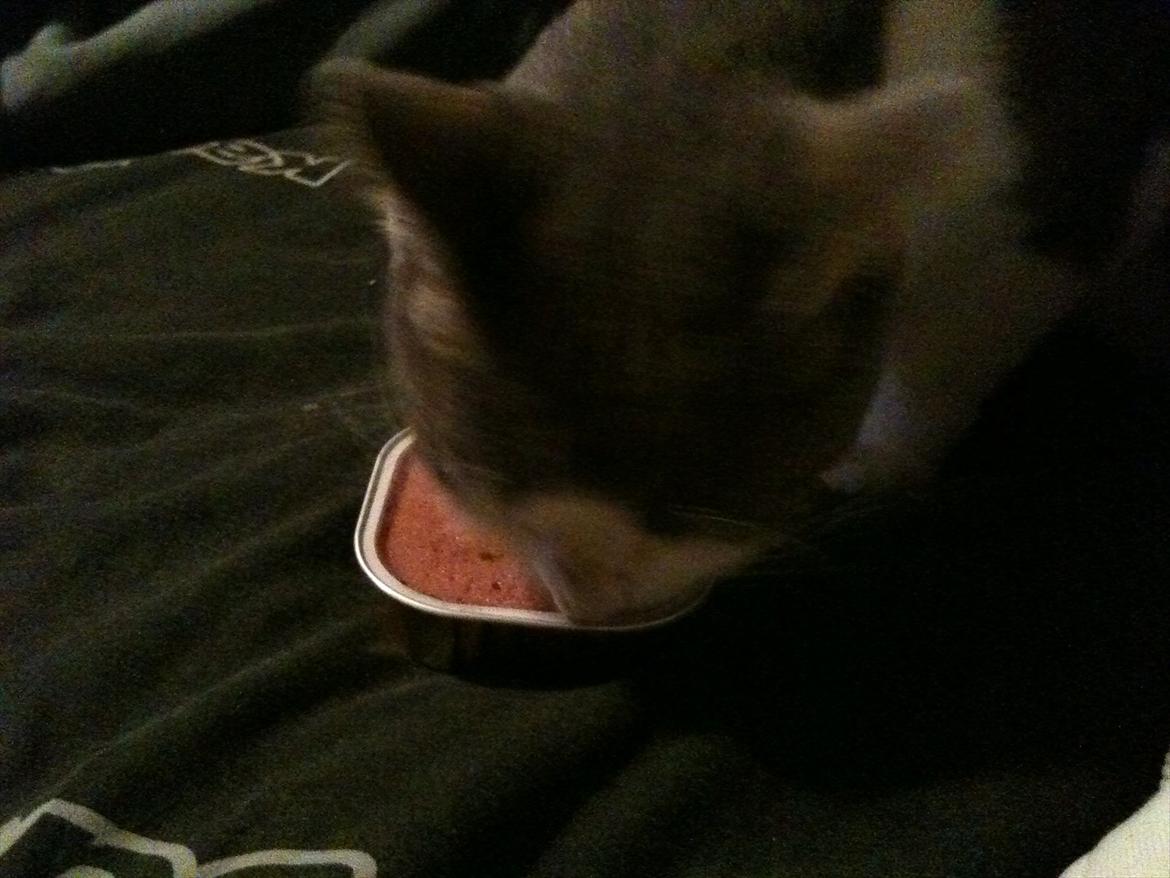 Blanding af racer Ramon  billede 6