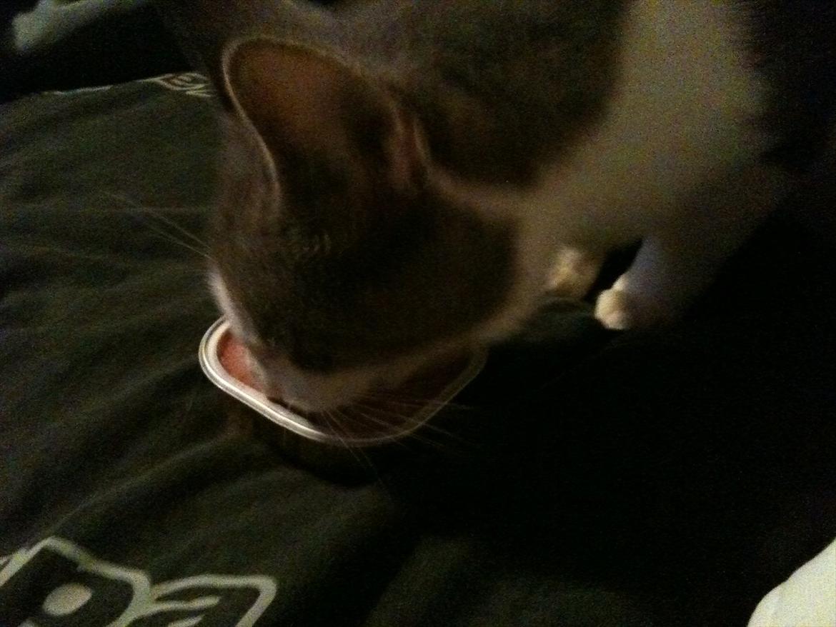 Blanding af racer Ramon  billede 7