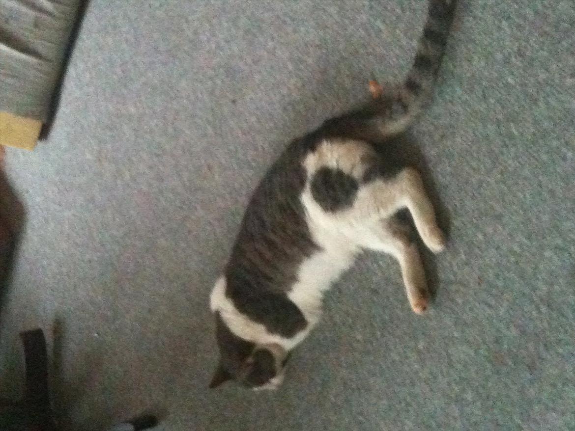 Blanding af racer Ramon  billede 8