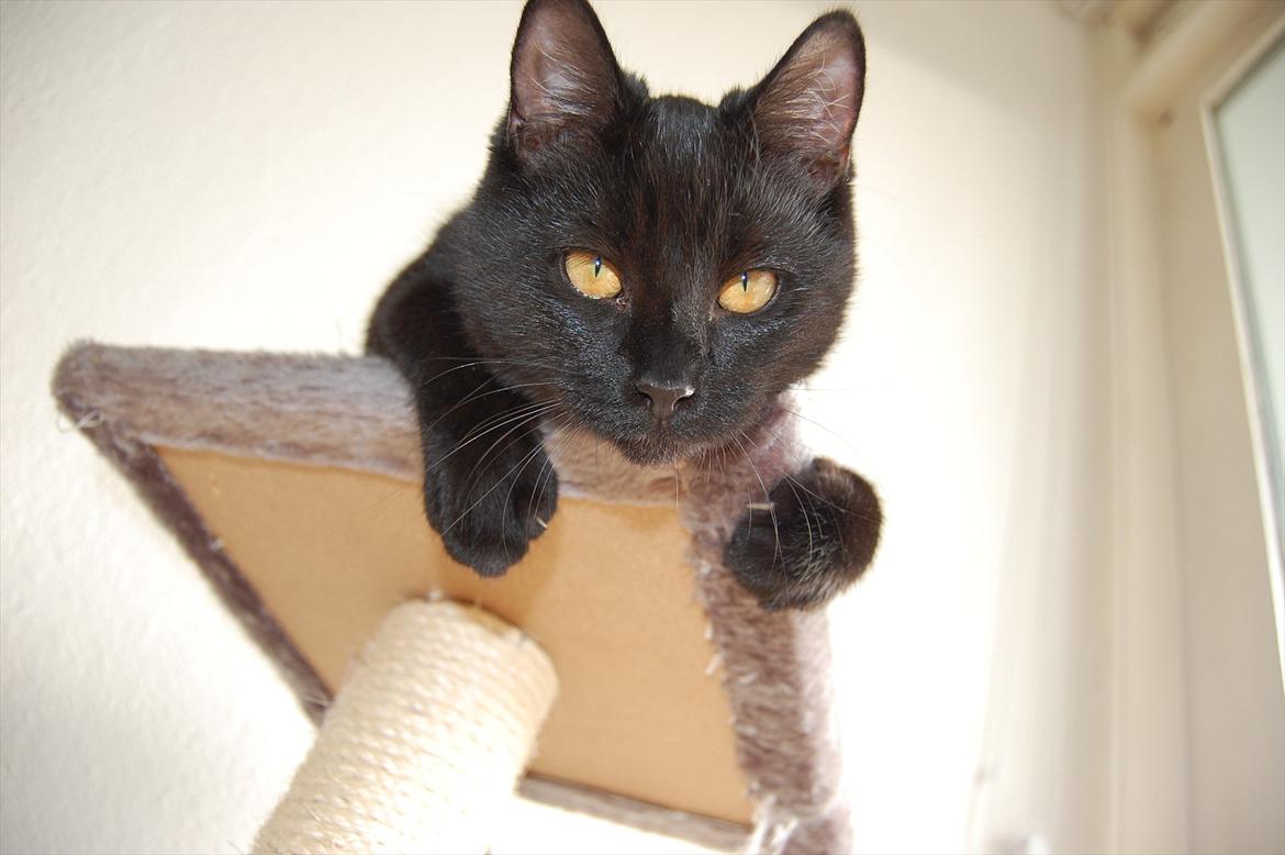 Blanding af racer Mokaî  billede 6