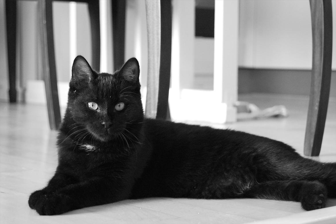 Blanding af racer Mokaî  billede 5