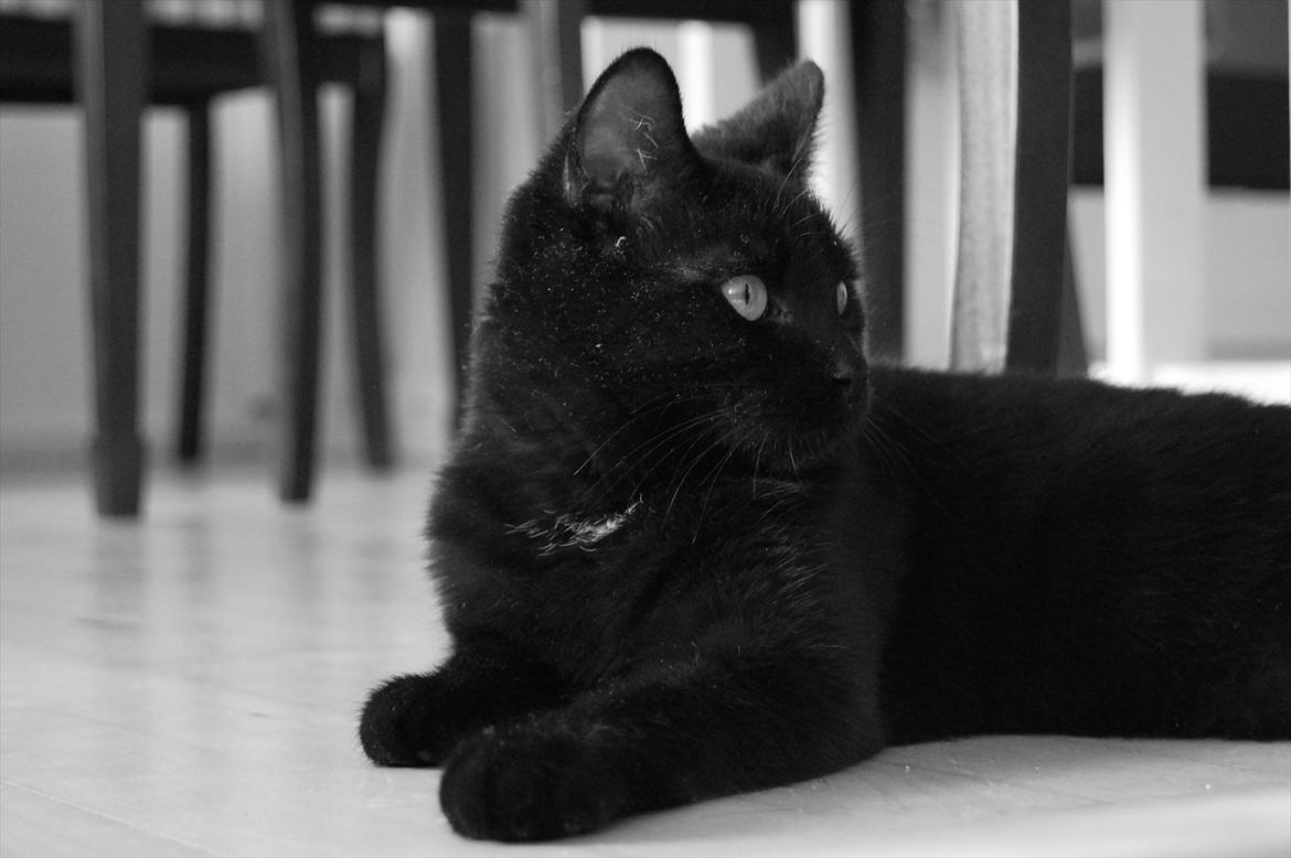 Blanding af racer Mokaî  billede 16