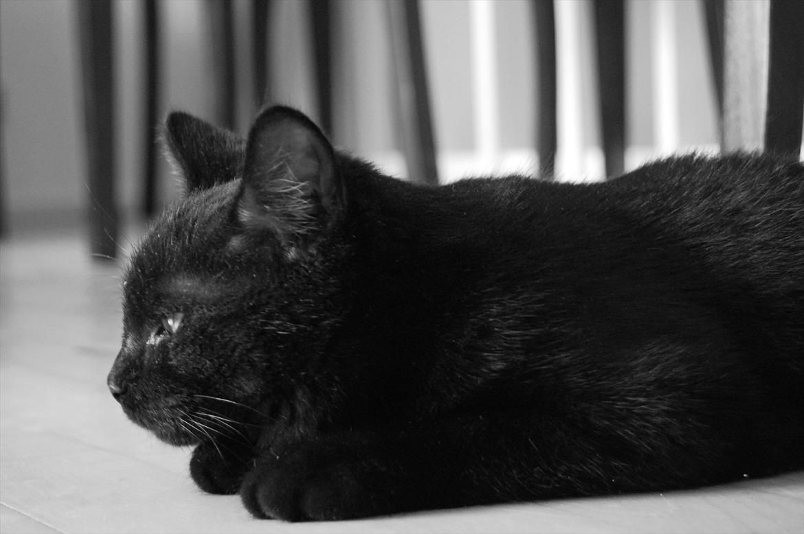 Blanding af racer Mokaî  billede 10