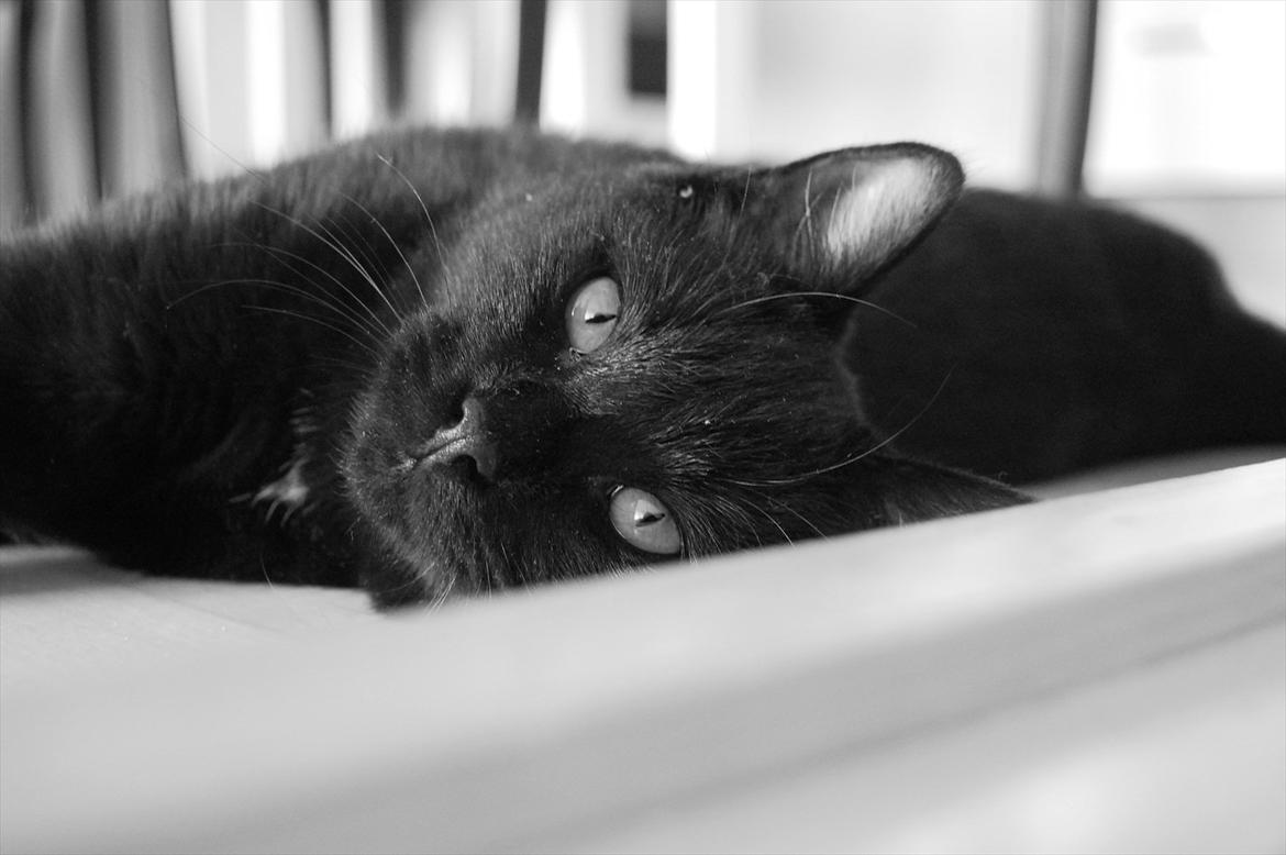 Blanding af racer Mokaî  billede 7