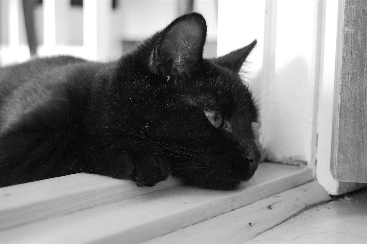 Blanding af racer Mokaî  billede 17