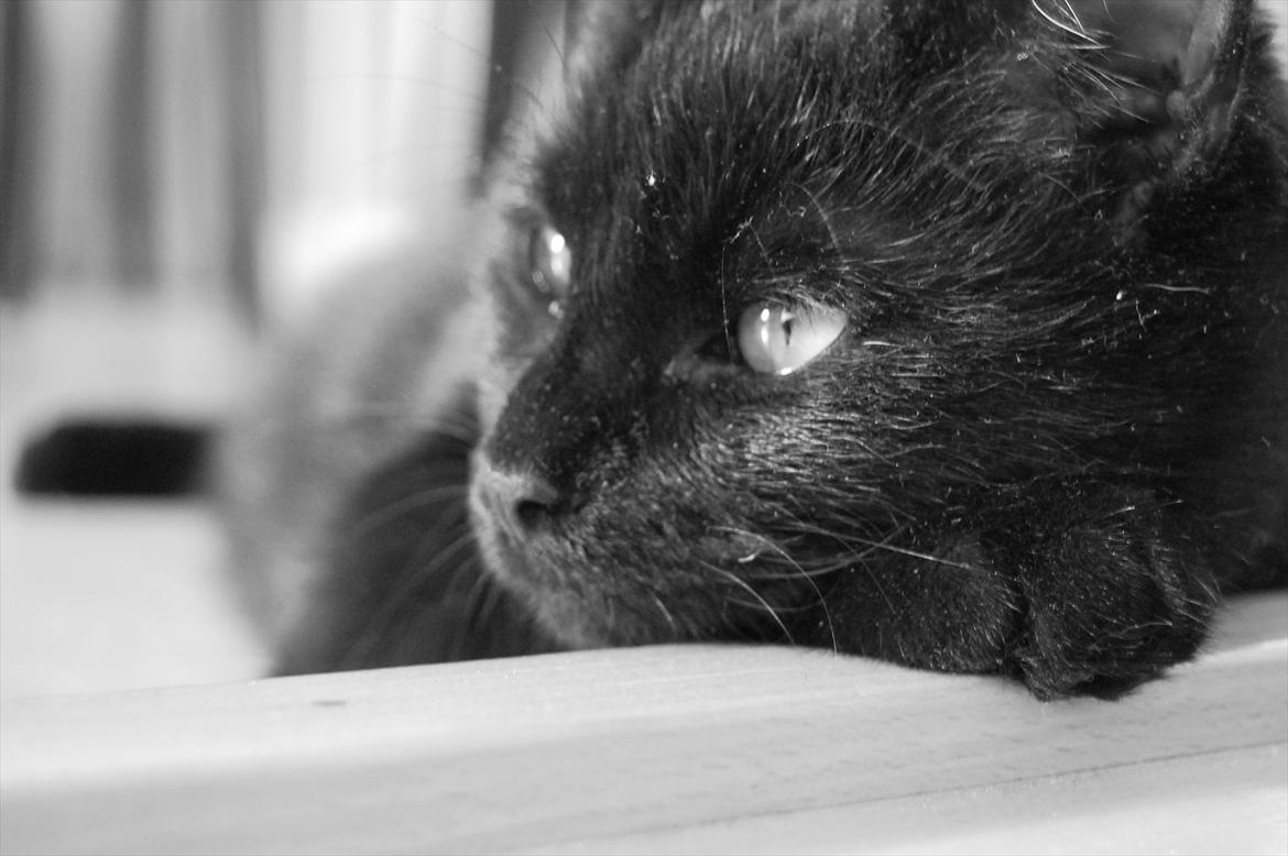 Blanding af racer Mokaî  billede 1