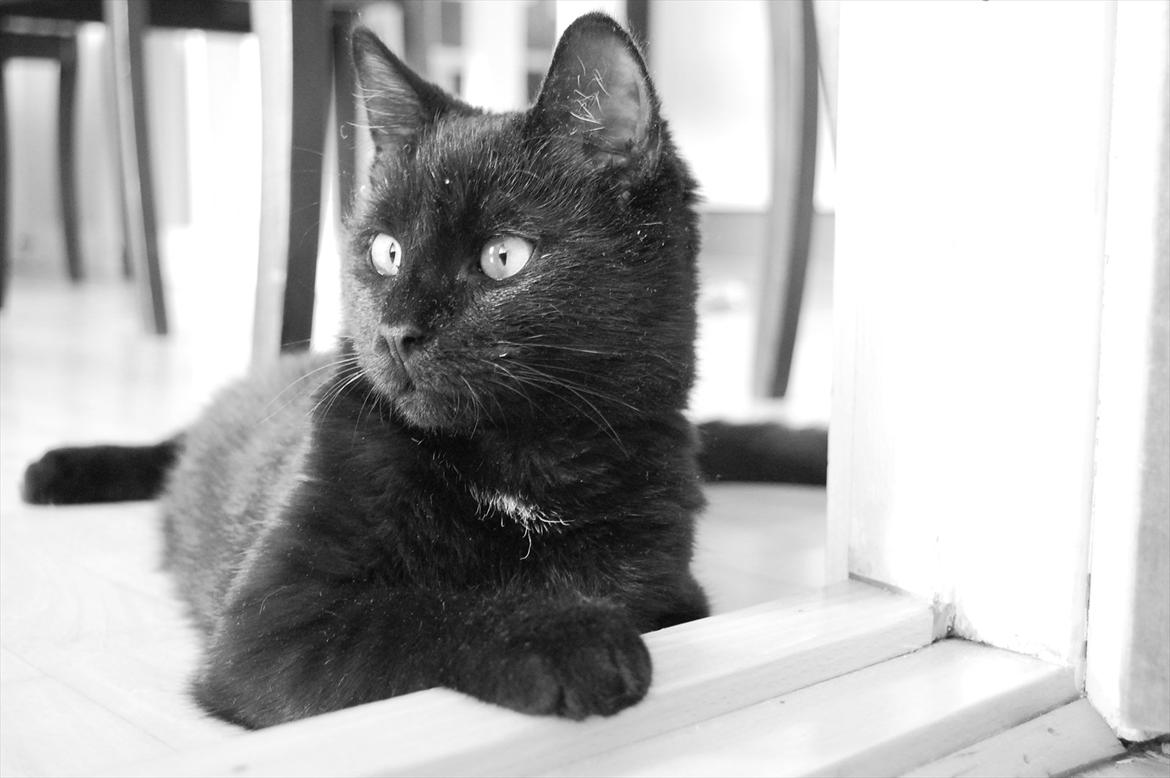 Blanding af racer Mokaî  billede 4