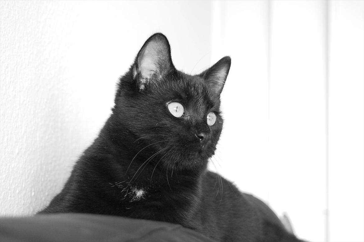 Blanding af racer Mokaî  billede 2