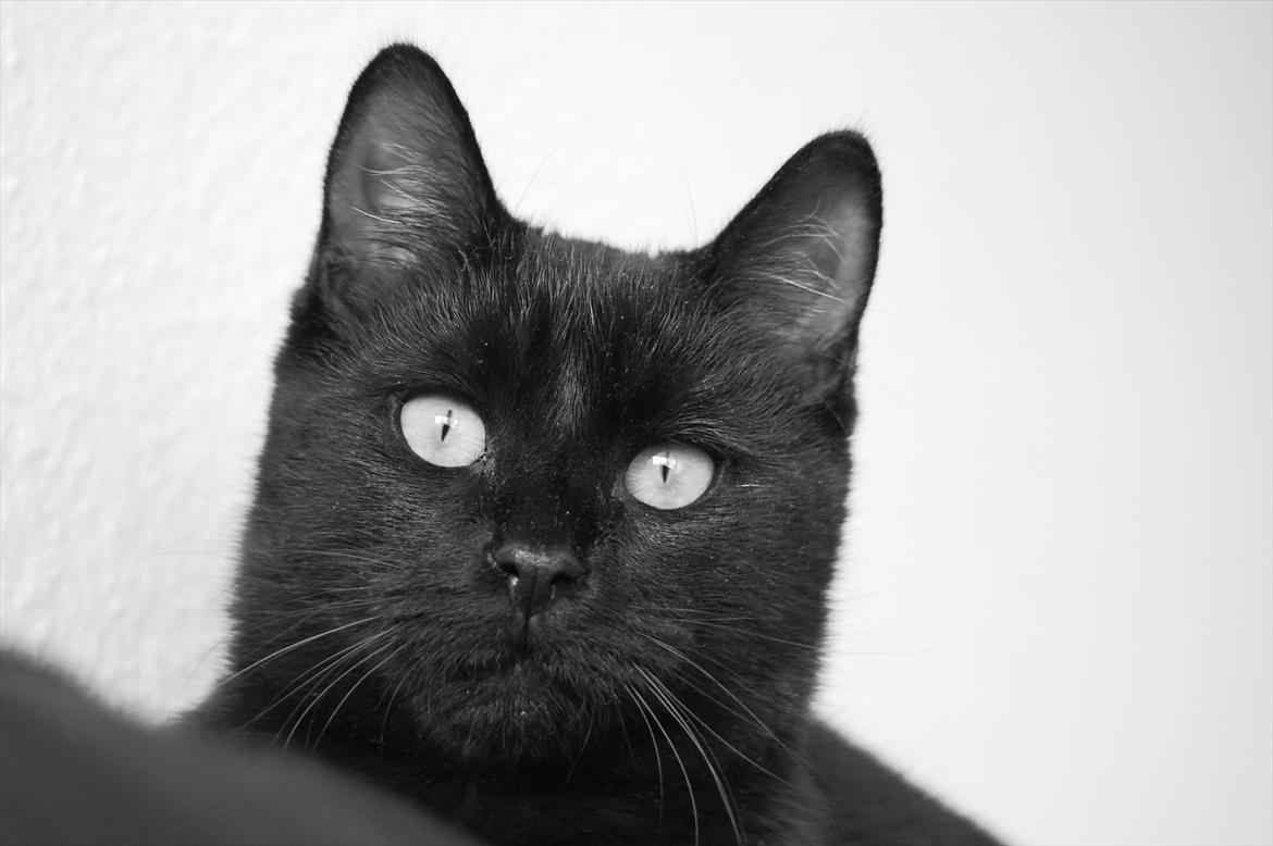 Blanding af racer Mokaî  billede 18