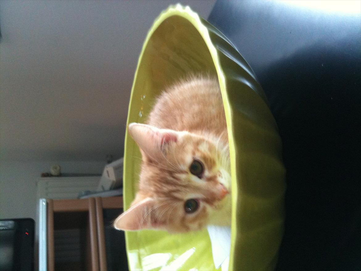 Huskat Garfield billede 2