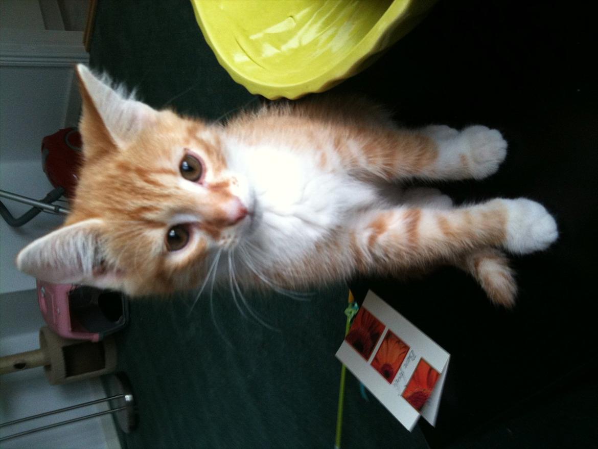 Huskat Garfield billede 3