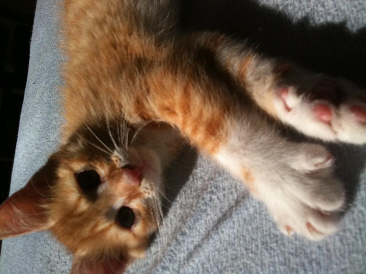 Huskat Garfield billede 4