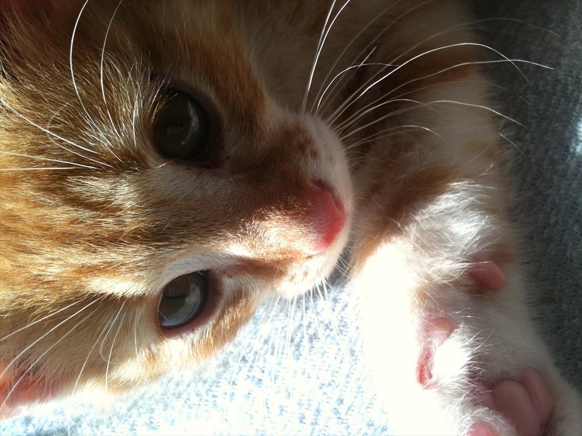 Huskat Garfield billede 5