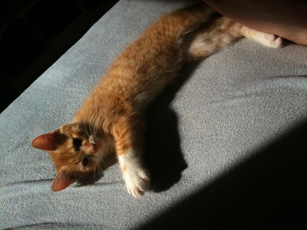 Huskat Garfield billede 6