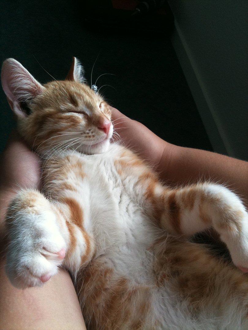 Huskat Garfield billede 7