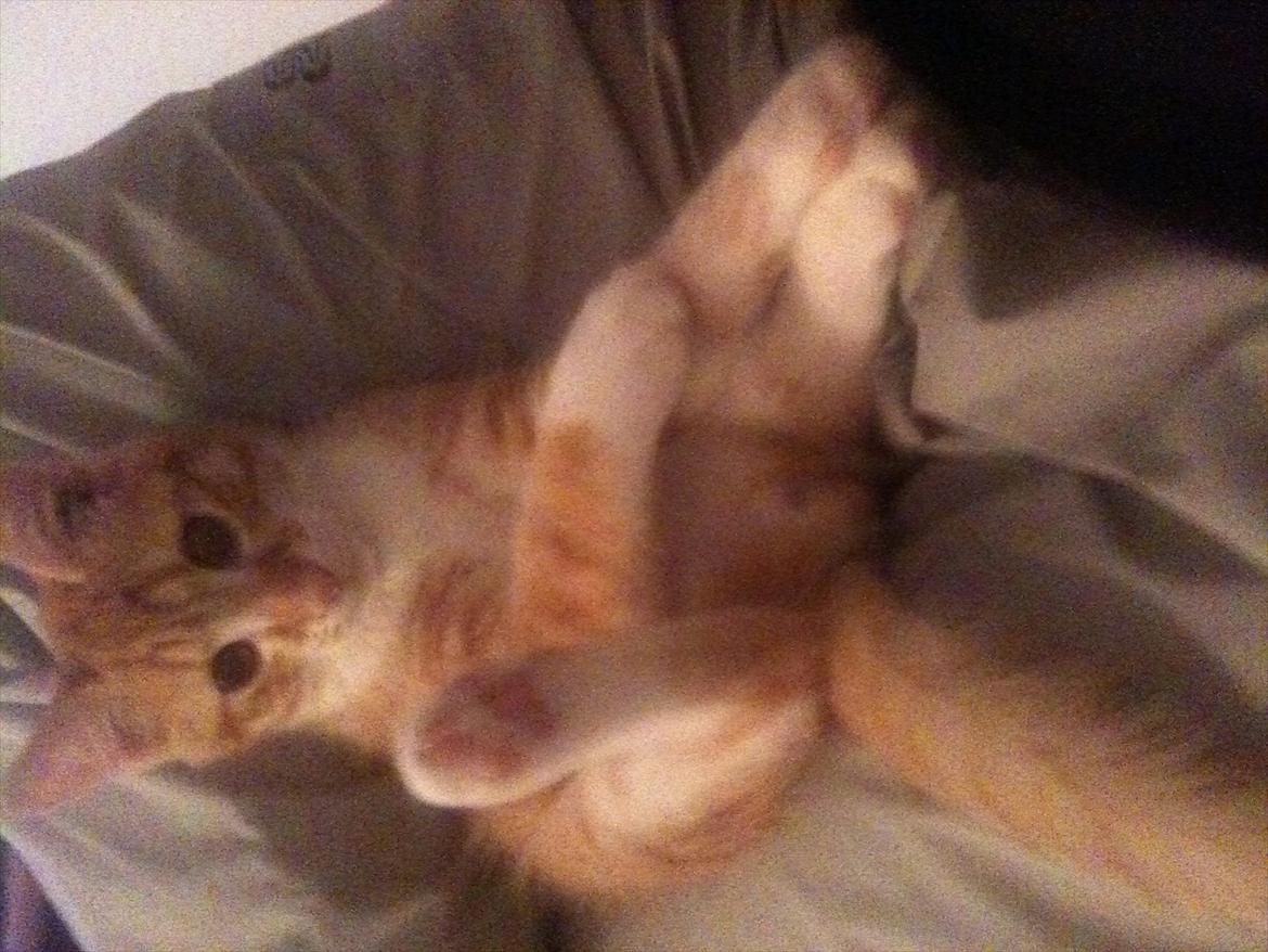 Huskat Garfield billede 8