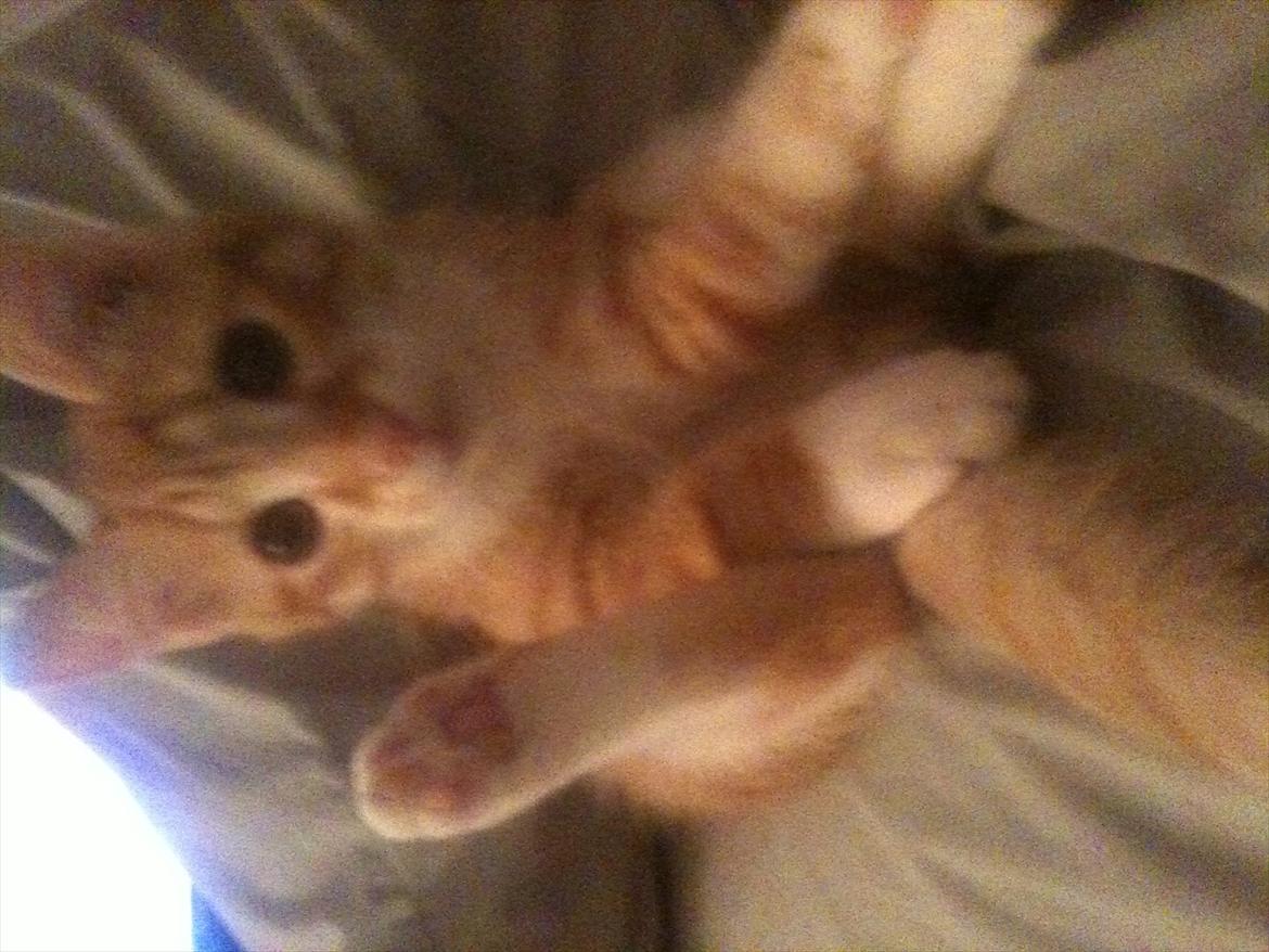 Huskat Garfield billede 9