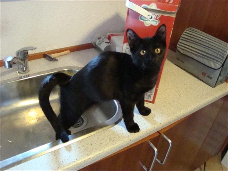 Huskat Mickey - Mickey 19 uger gammel. KULSORT pånær 3 hvide hår på venstre side og 5 hvide hår på brystet billede 7