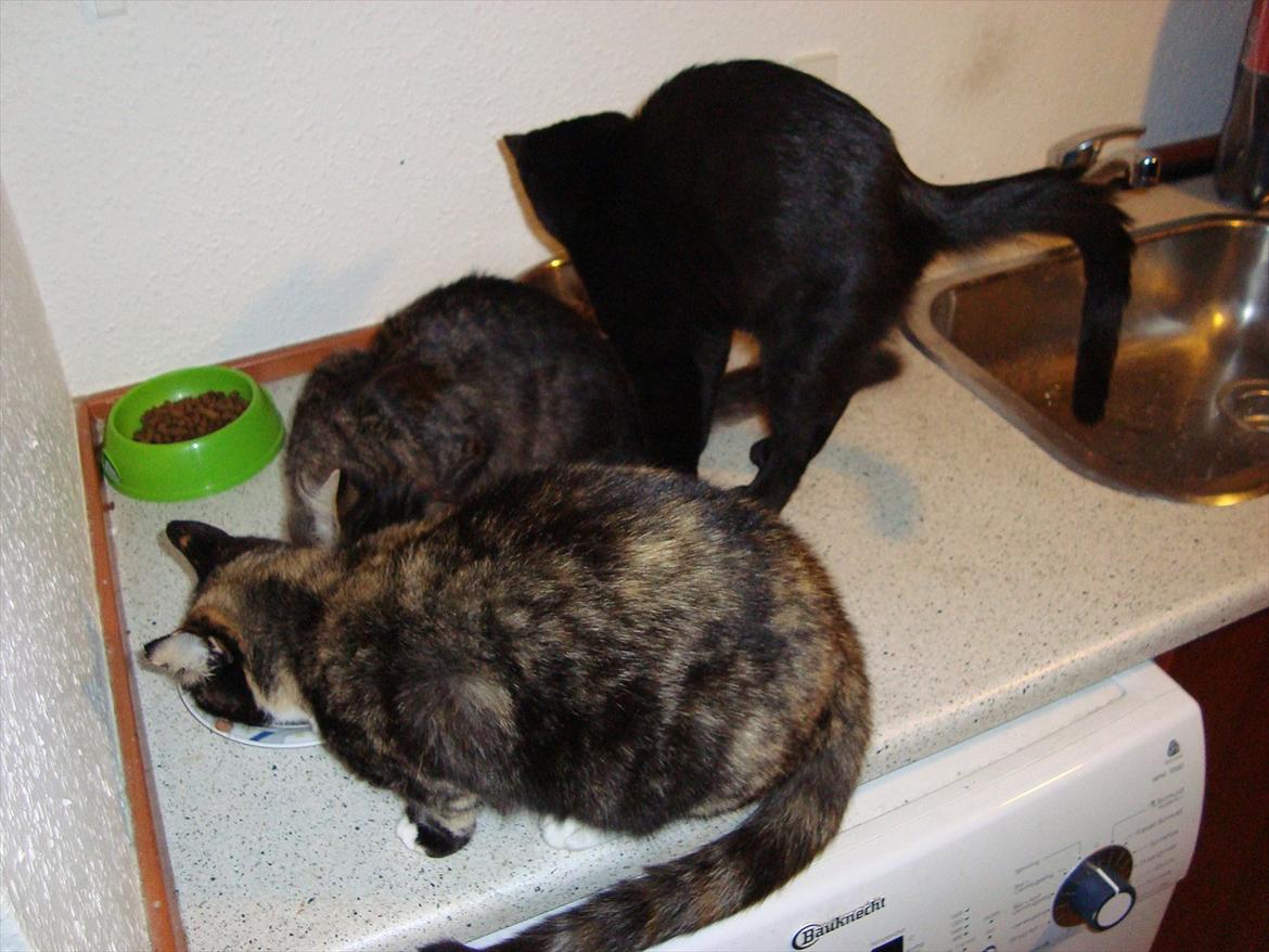 Huskat Mickey - Mickey sammen med papmoren Minnie og lillebroren McQueen. 20 uger gammel billede 8