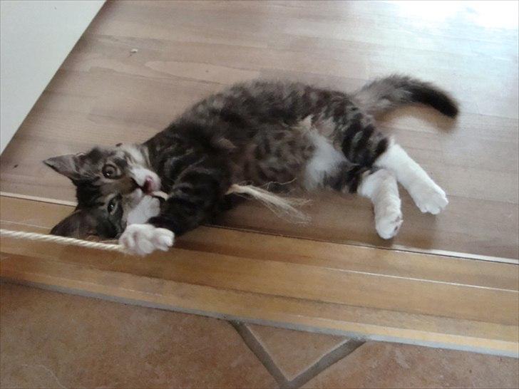 Blanding af racer McQueen (tidl. kat) - McQueen 19 uger gammel. Og den snor leger han kun med under opsyn. billede 6