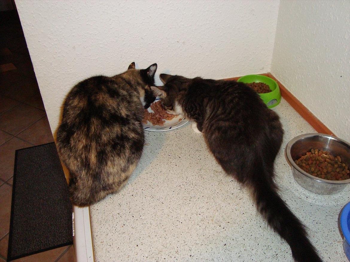 Blanding af racer McQueen (tidl. kat) - "Frokost med (pap)mor" Minnie. 20 uger gammel billede 7