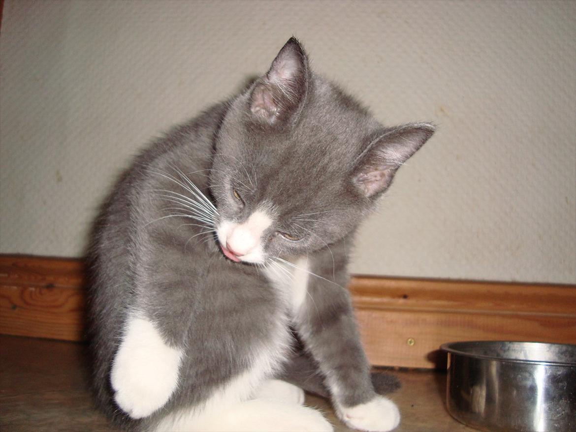 Huskat Mulle billede 9