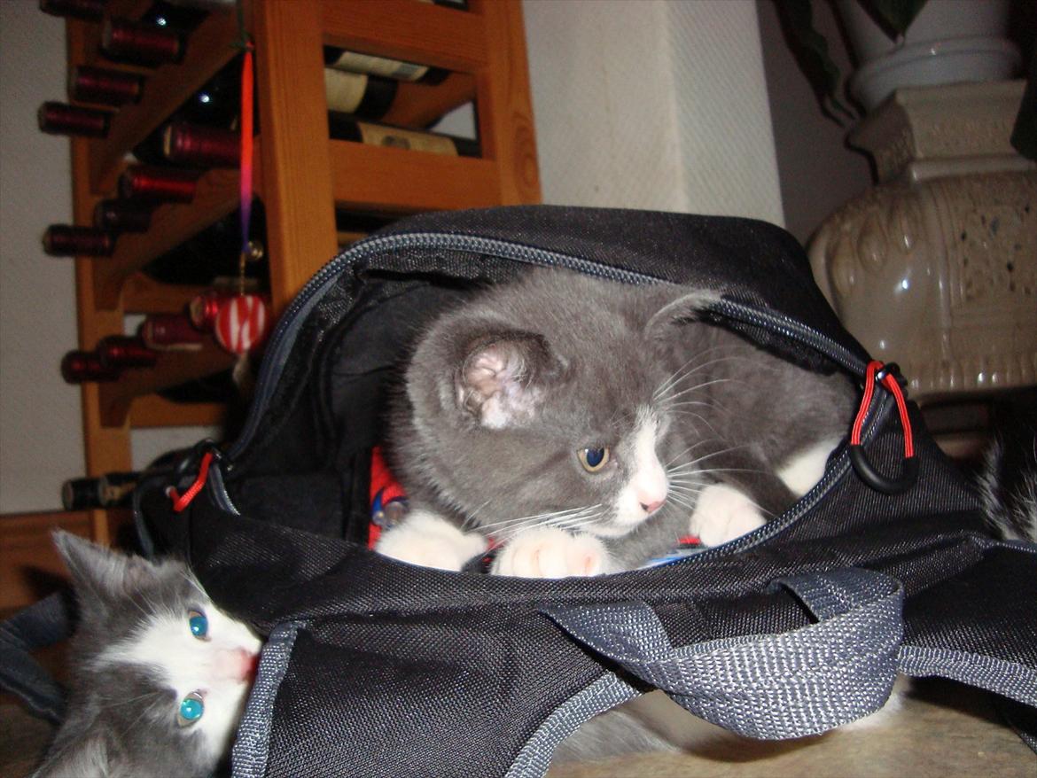 Huskat Mulle billede 10