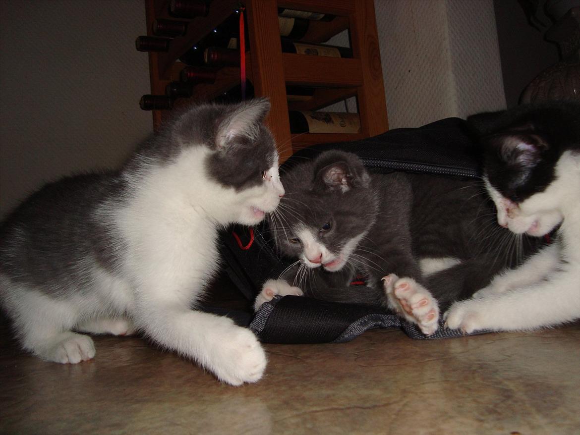 Huskat Mulle billede 11