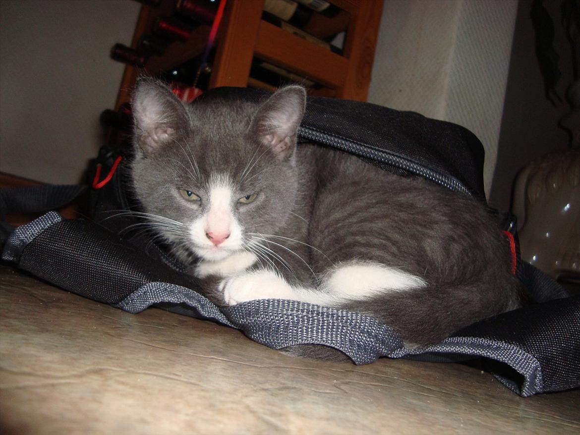 Huskat Mulle billede 12