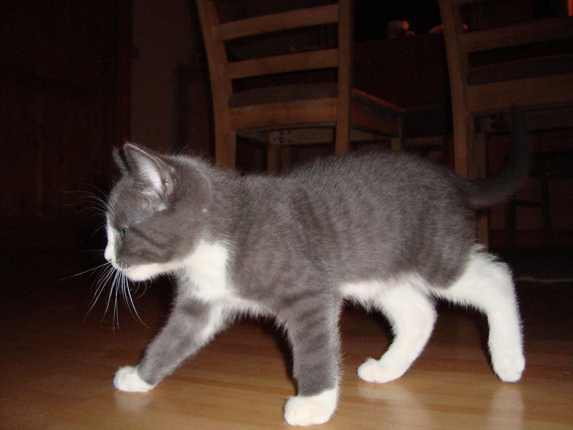 Huskat Mulle billede 13