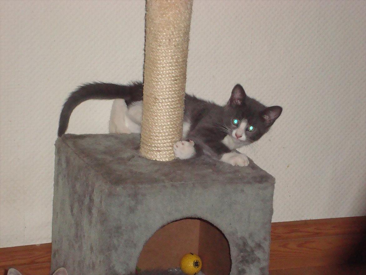 Huskat Mulle billede 14