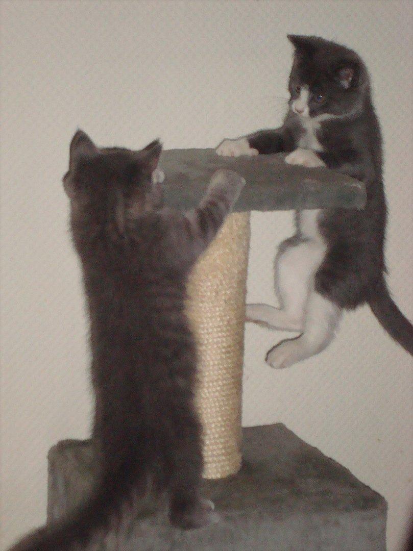 Huskat Mulle billede 15